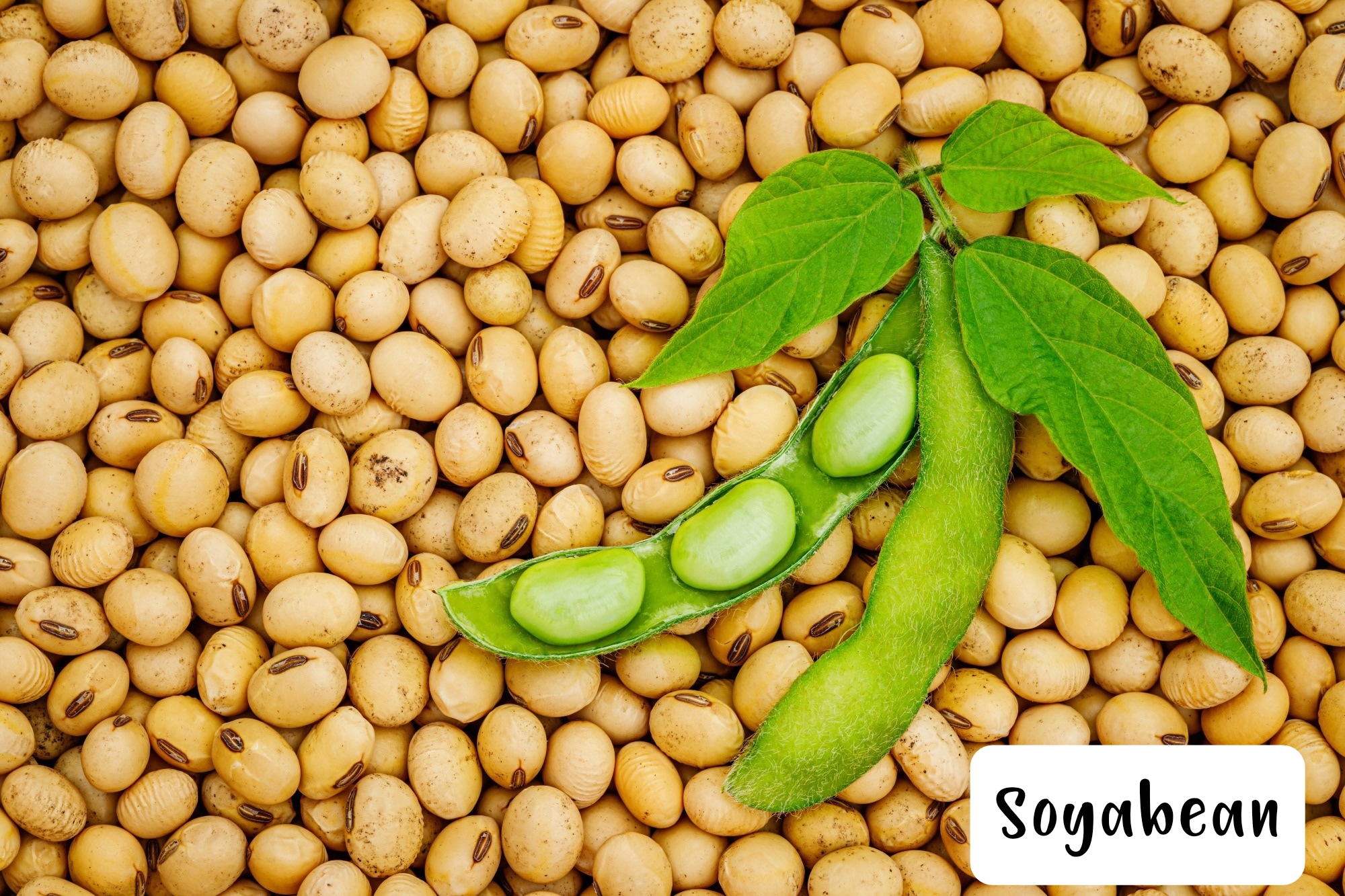 Seed